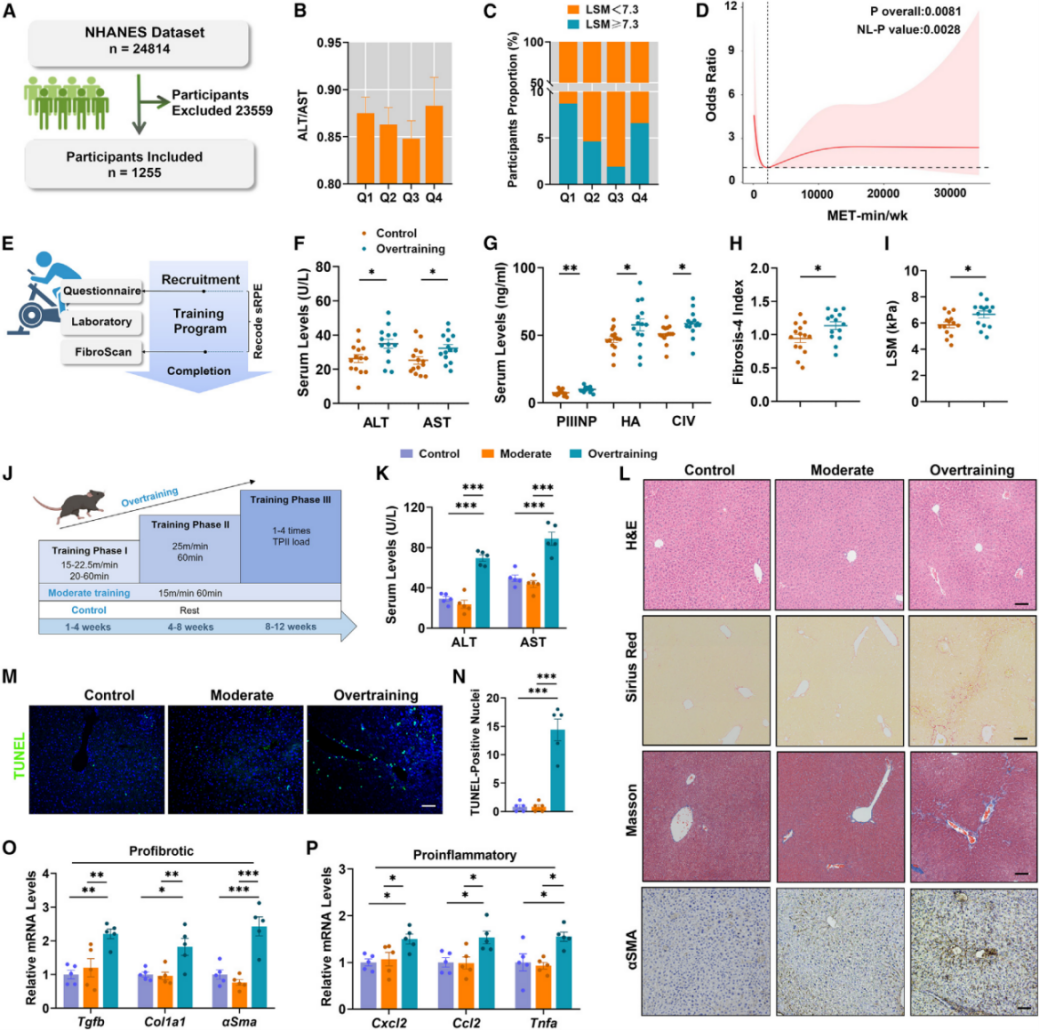 过度训练促进肝纤维化