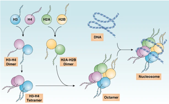 组蛋白结构和核小体组装