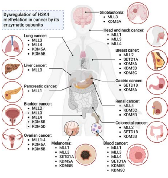 各种癌症中参与调控H3K4甲基化修饰的酶
