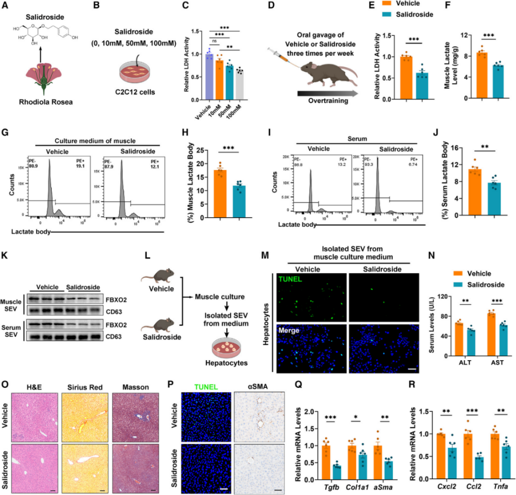 红景天苷抑制肌乳酸体形成，减轻过度运动引起的肝纤维化