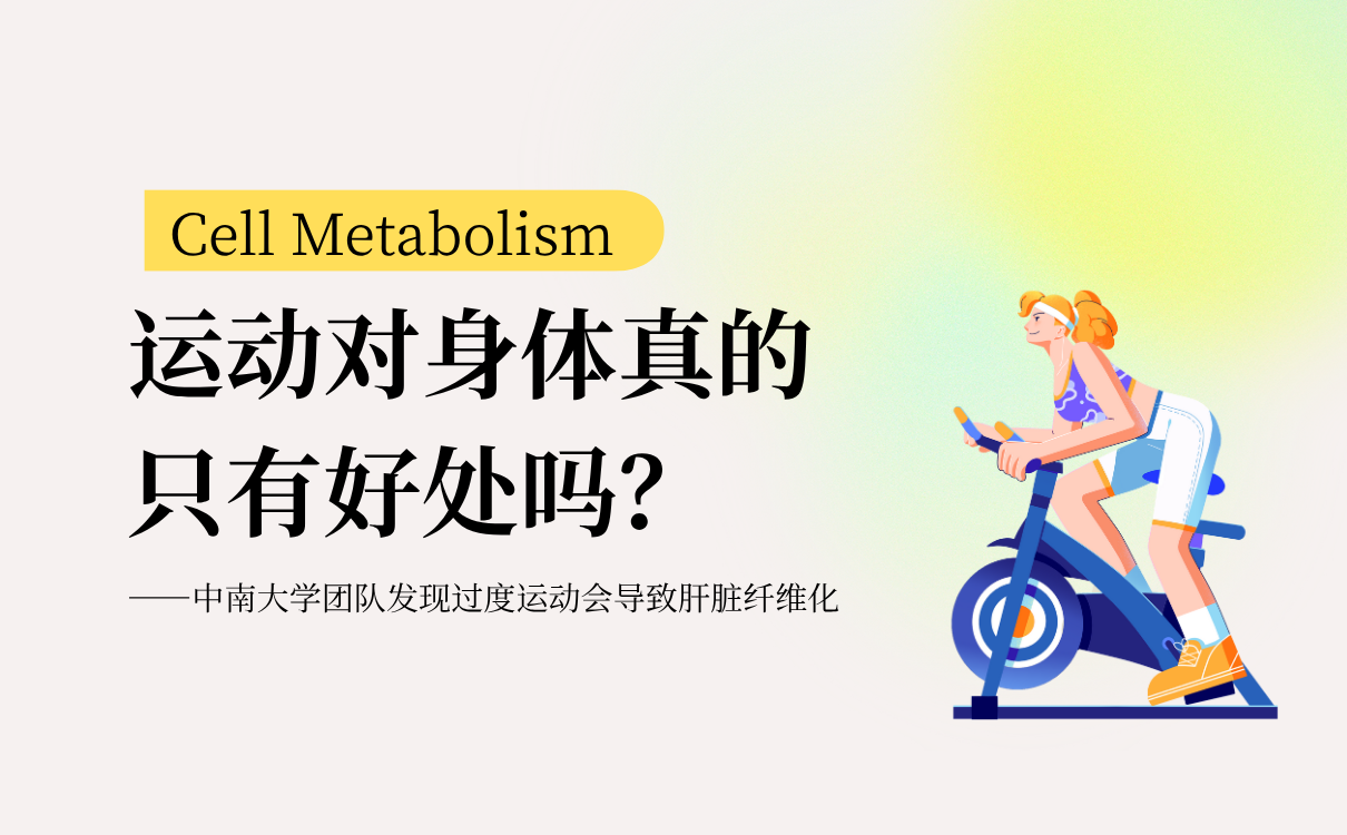 过度运动会导致肝脏纤维化