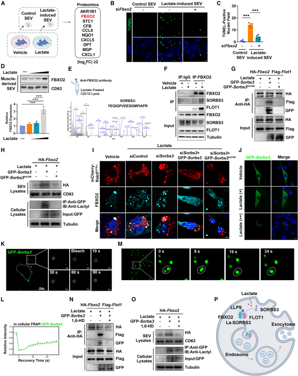 SORBS3乳酸化促进SEVs中FBXO2水平的升高