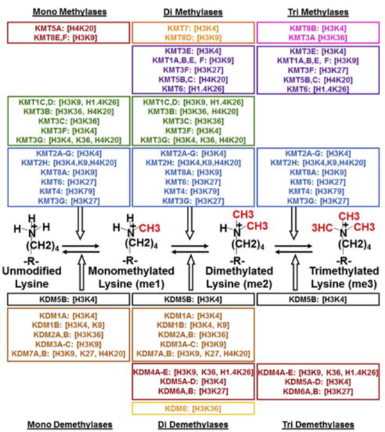 调控赖氨酸甲基化修饰及调控特性