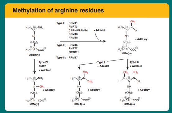 精氨酸甲基化修饰