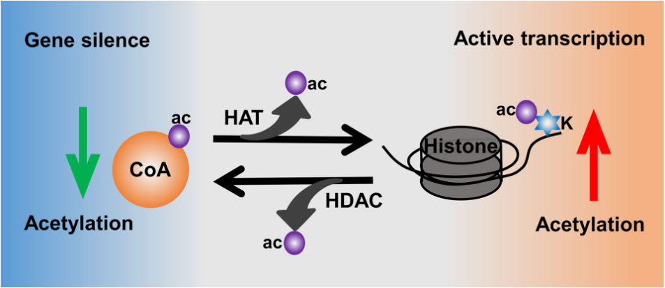 HATs和HDACs介导组蛋白乙酰化