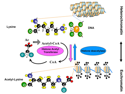 组蛋白乙酰化和异染色质向常染色质的转变