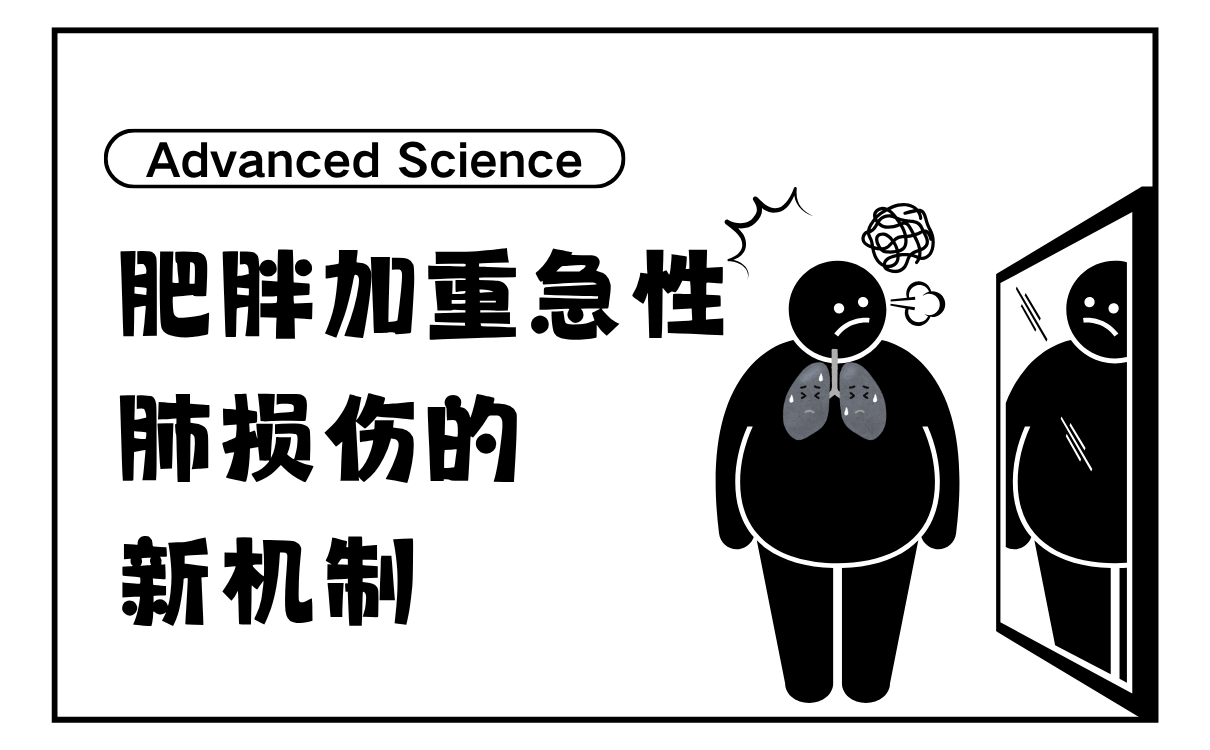 肥胖加重急性肺损伤的新机制
