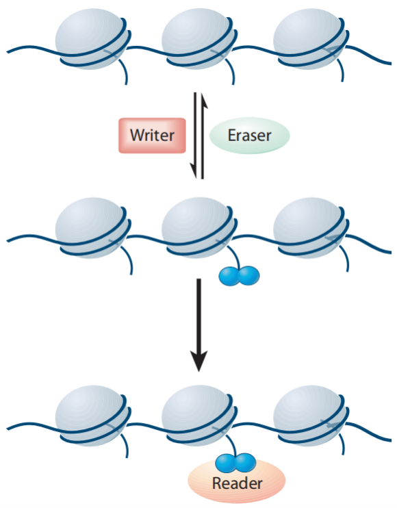 组蛋白翻译后修饰的writing、erasing和reading示意图