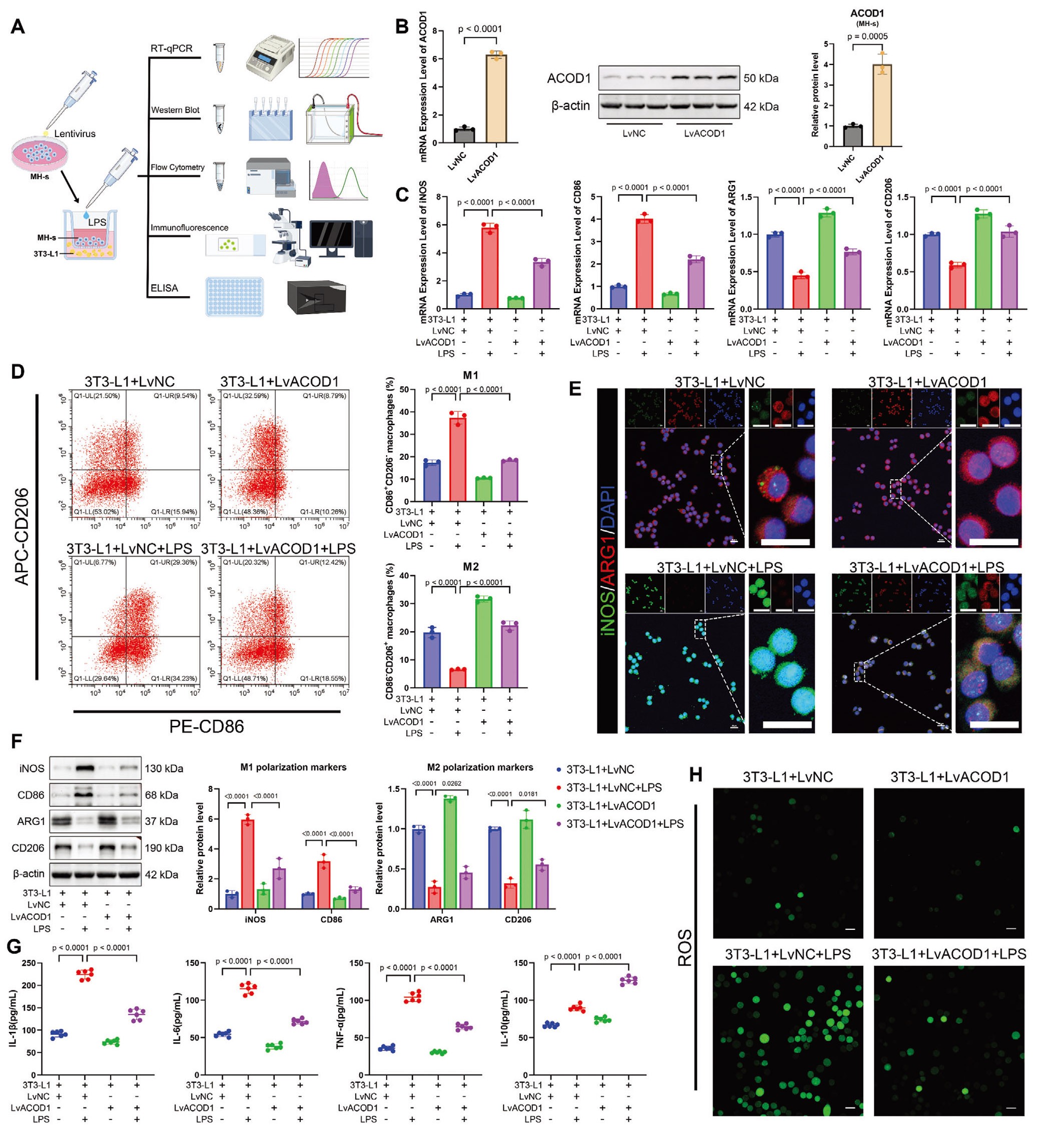 在高脂环境下，ACOD1的过表达减轻了LPS诱导的巨噬细胞炎症和氧化应激