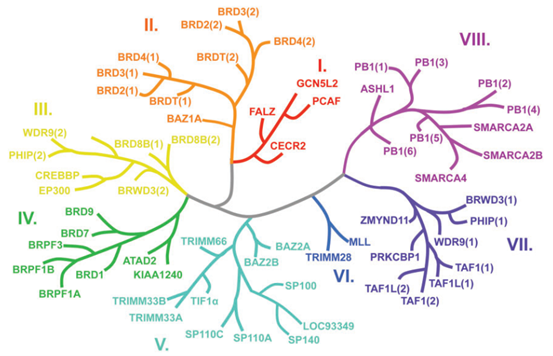 基于人类BRDs结构的系统进化树