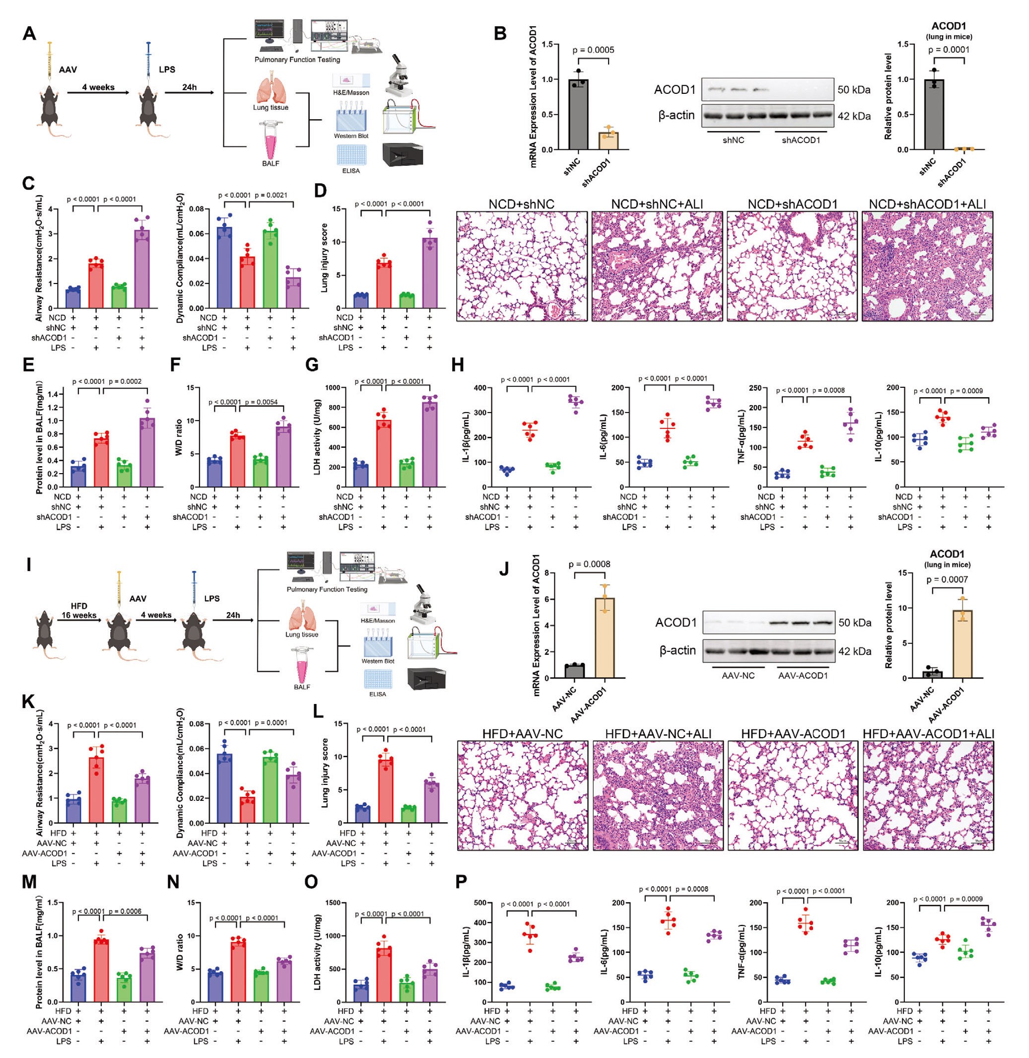肺部ACOD1的调控对LPS诱导的肺损伤的调节作用