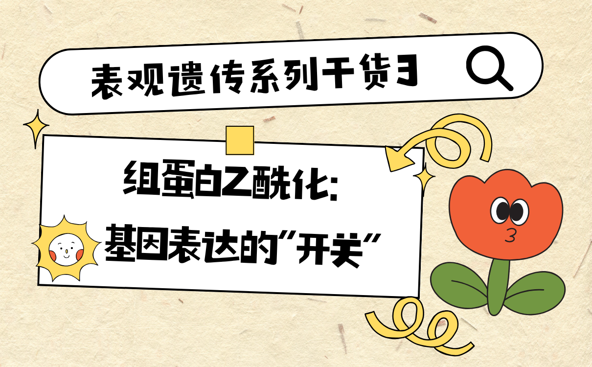 组蛋白乙酰化：基因表达的“开关”