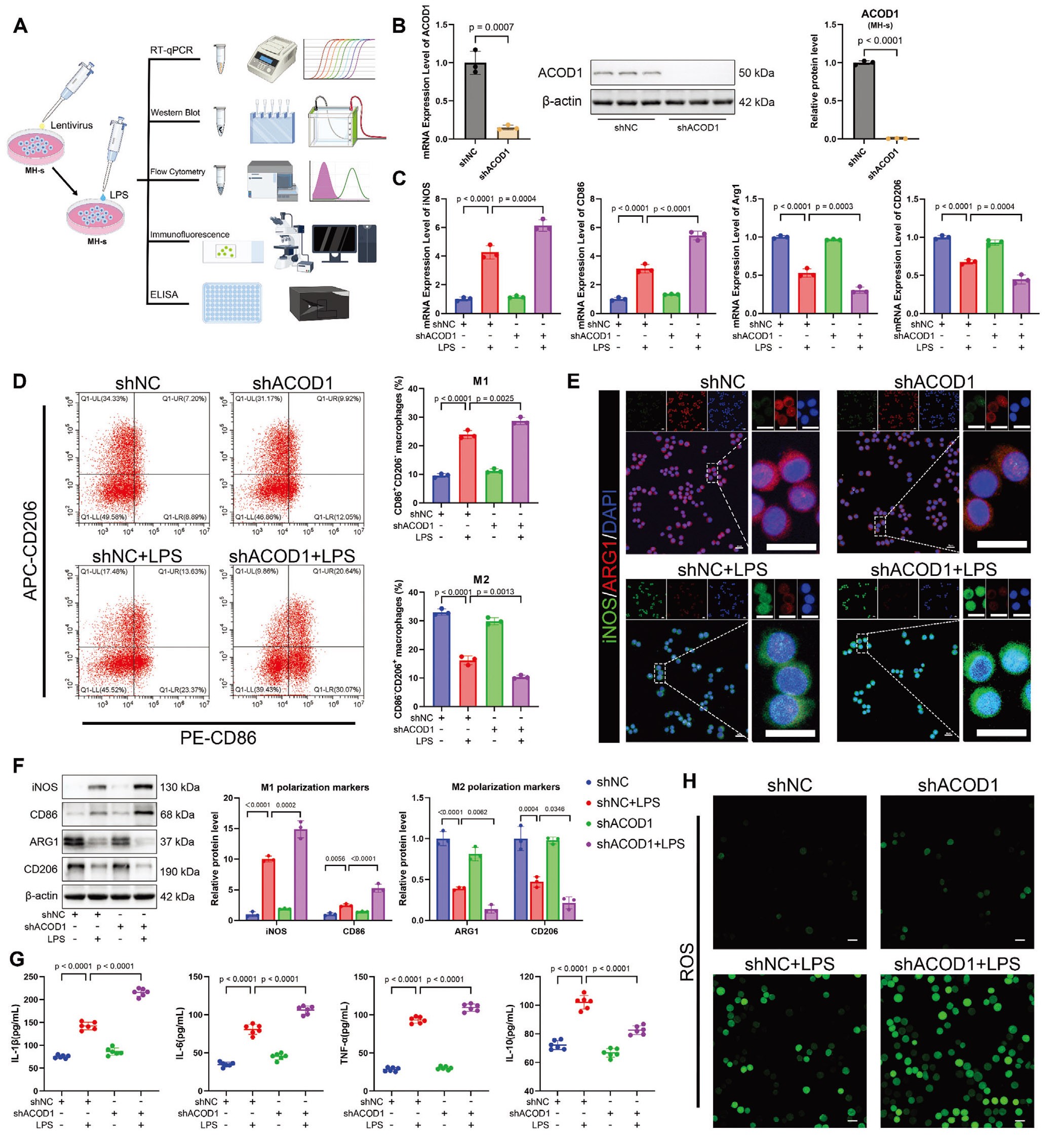 敲低ACOD1增加了MH-s巨噬细胞中LPS诱导的炎症和氧化应激