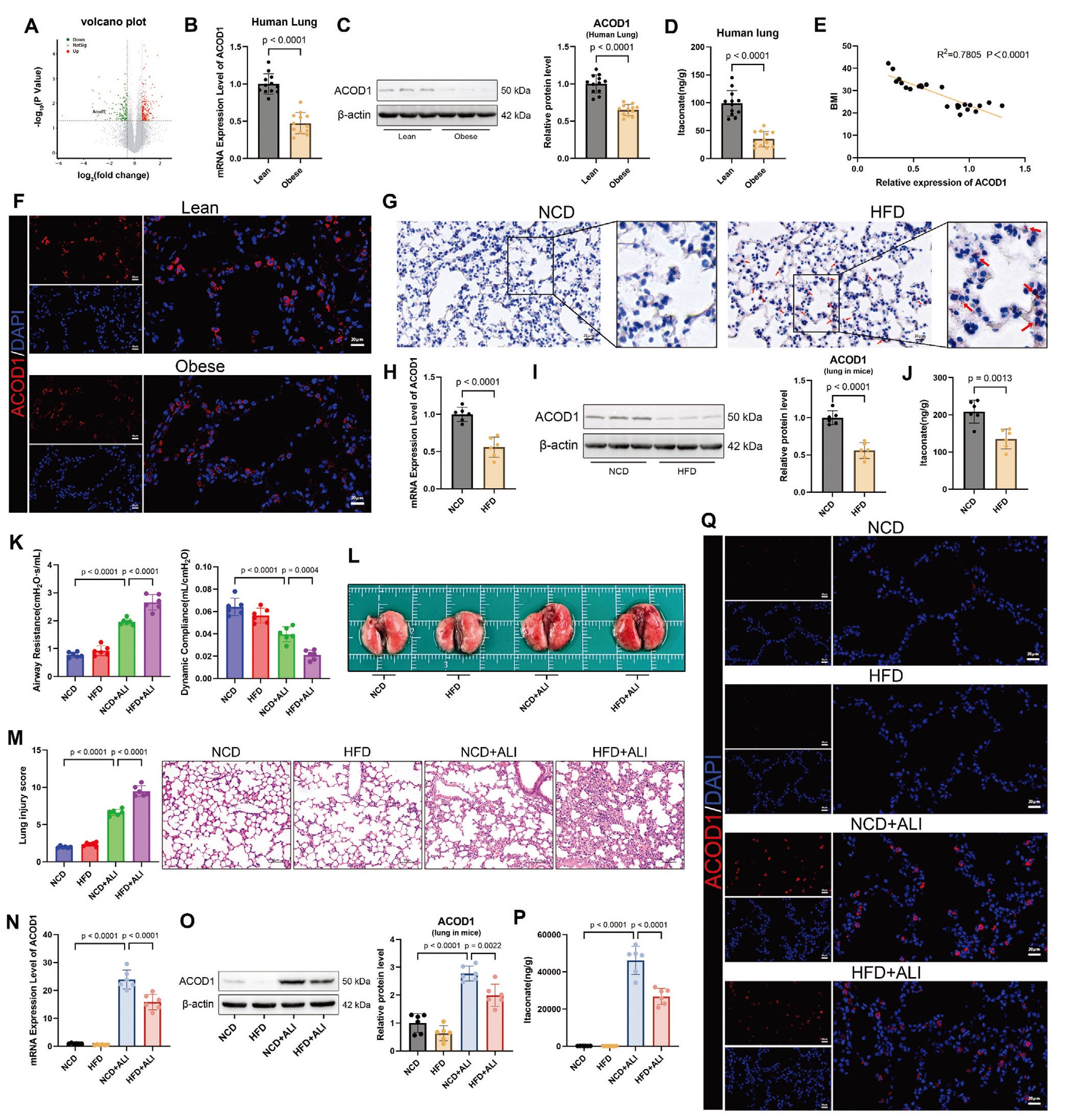 肥胖状态下肺组织中ACOD1表达减少