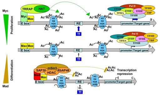 组蛋白乙酰化在细胞发育调控中的作用的模型