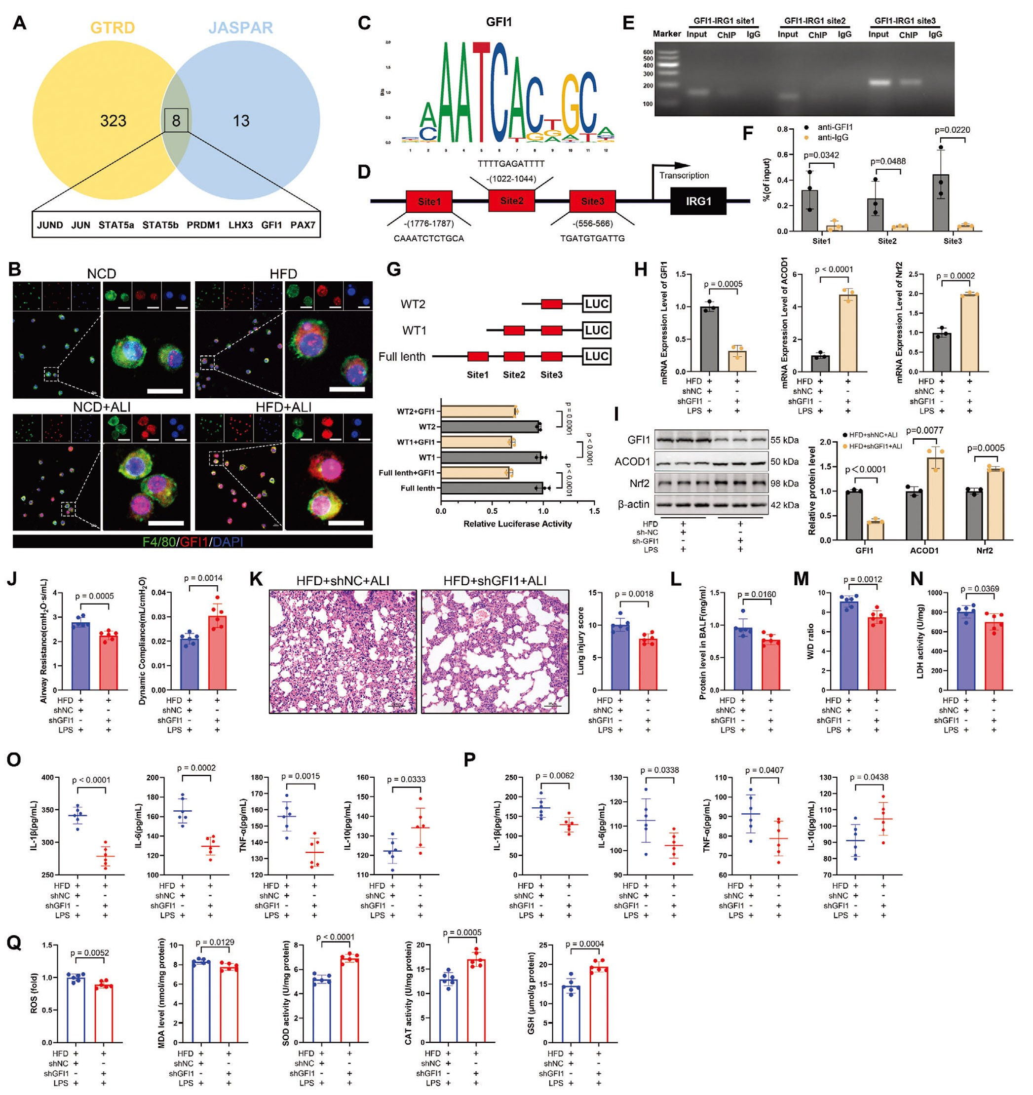 GFI1抑制肥胖背景下ACOD1的转录