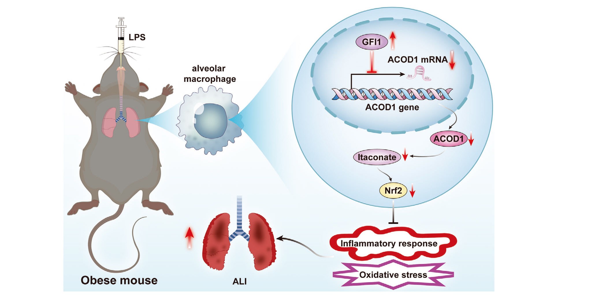 肥胖通过GFI1-ACOD1-Nrf2轴加重急性肺损伤的机制图