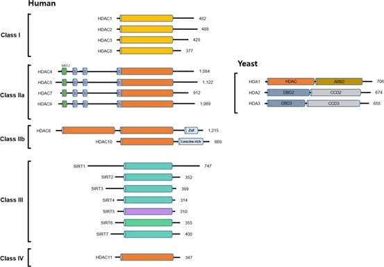 人和酵母HDAC的分类和结构域组成