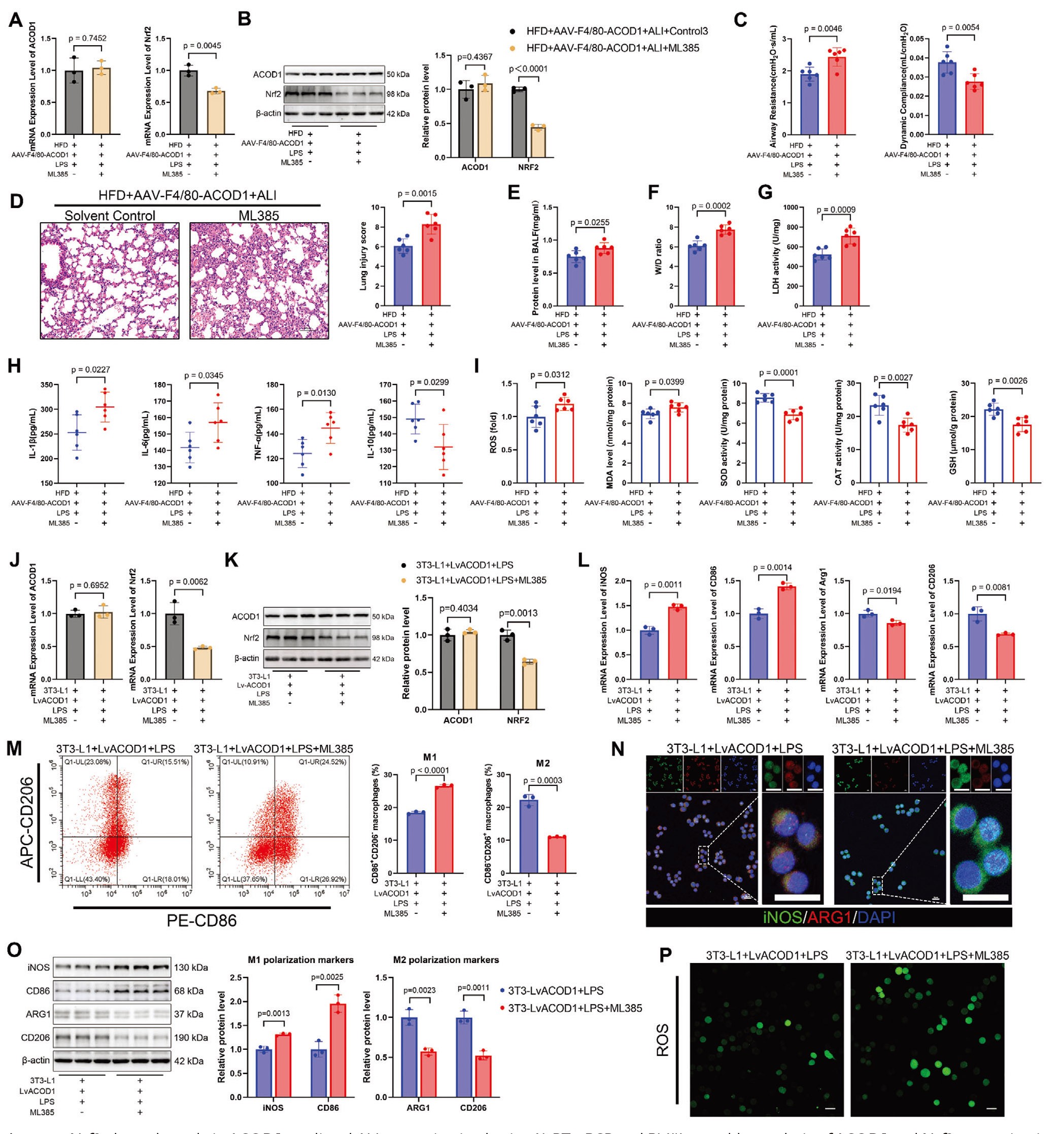 Nrf2在ACOD1介导的肥胖加重ALI保护中发挥关键作用