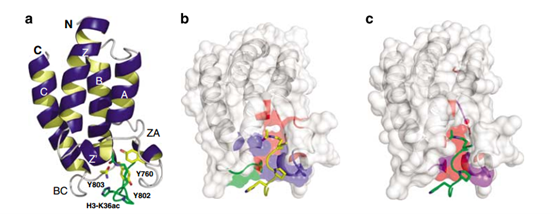 BRD的结构和乙酰赖氨酸识别