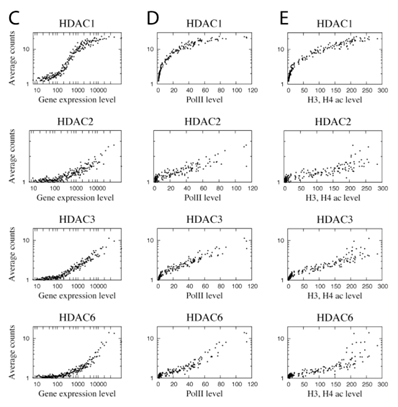 HDAC与基因表达、Pol Ⅱ结合和组蛋白乙酰化水平相关性
