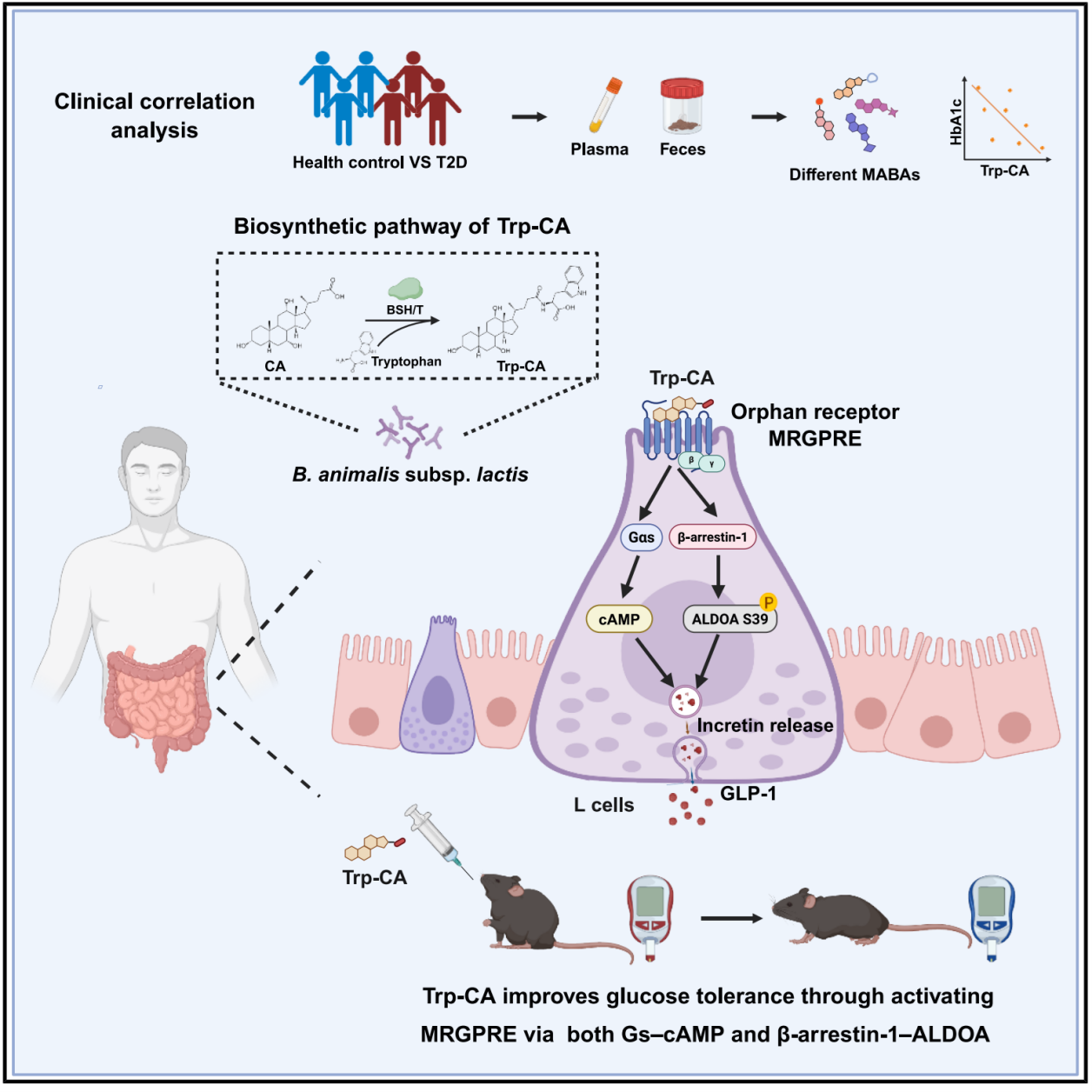Trp-CA通过孤儿受体MRGPRE改善葡萄糖体内平衡