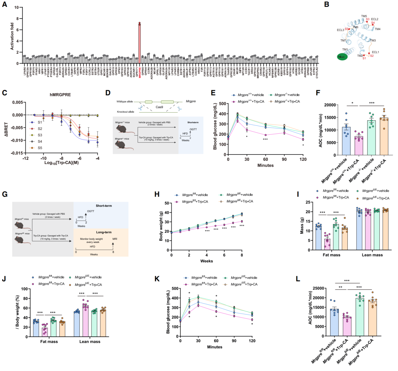 Trp-CA是孤儿受体MRGPRE的内源性配体
