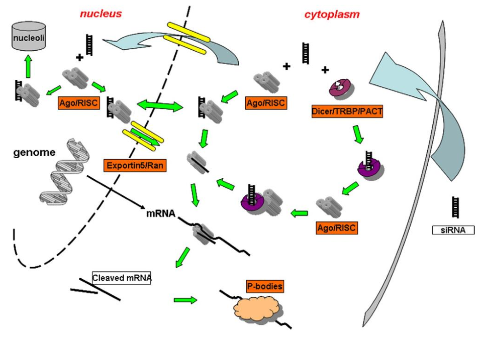 siRNA 和shRNA的区别
