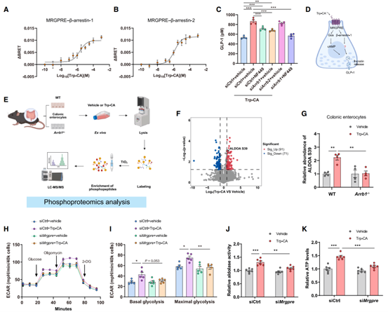 Trp-CA通过诱导ALDOA磷酸化促进细胞糖酵解