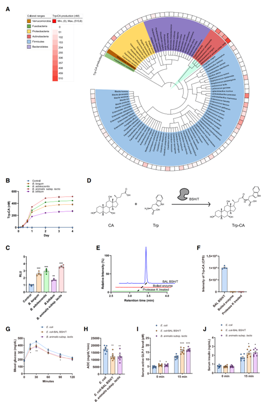 B. animalis subsp. lactis通过BSH/T催化Trp-CA合成
