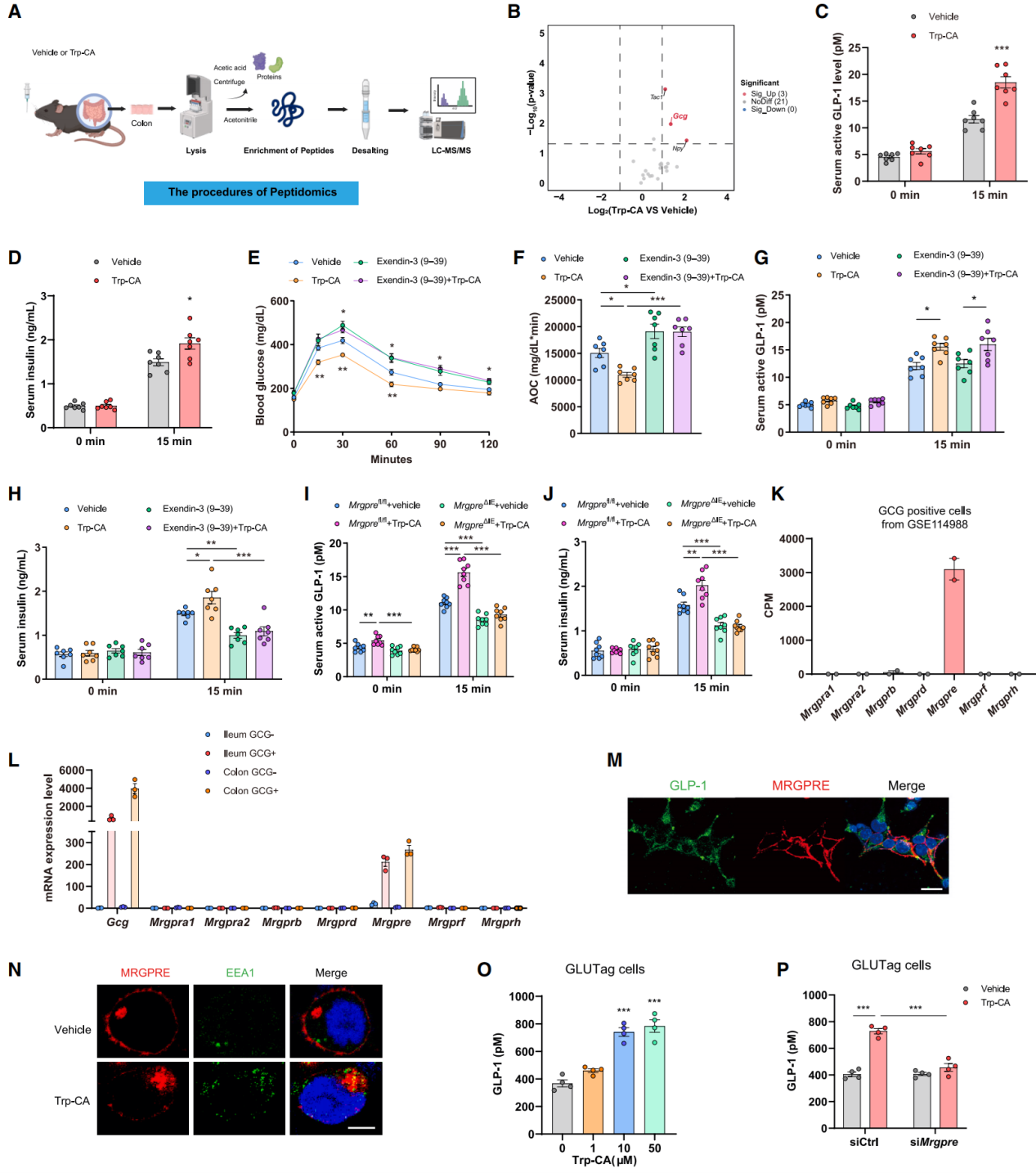 Trp-CA通过促进GLP-1分泌改善葡萄糖耐量