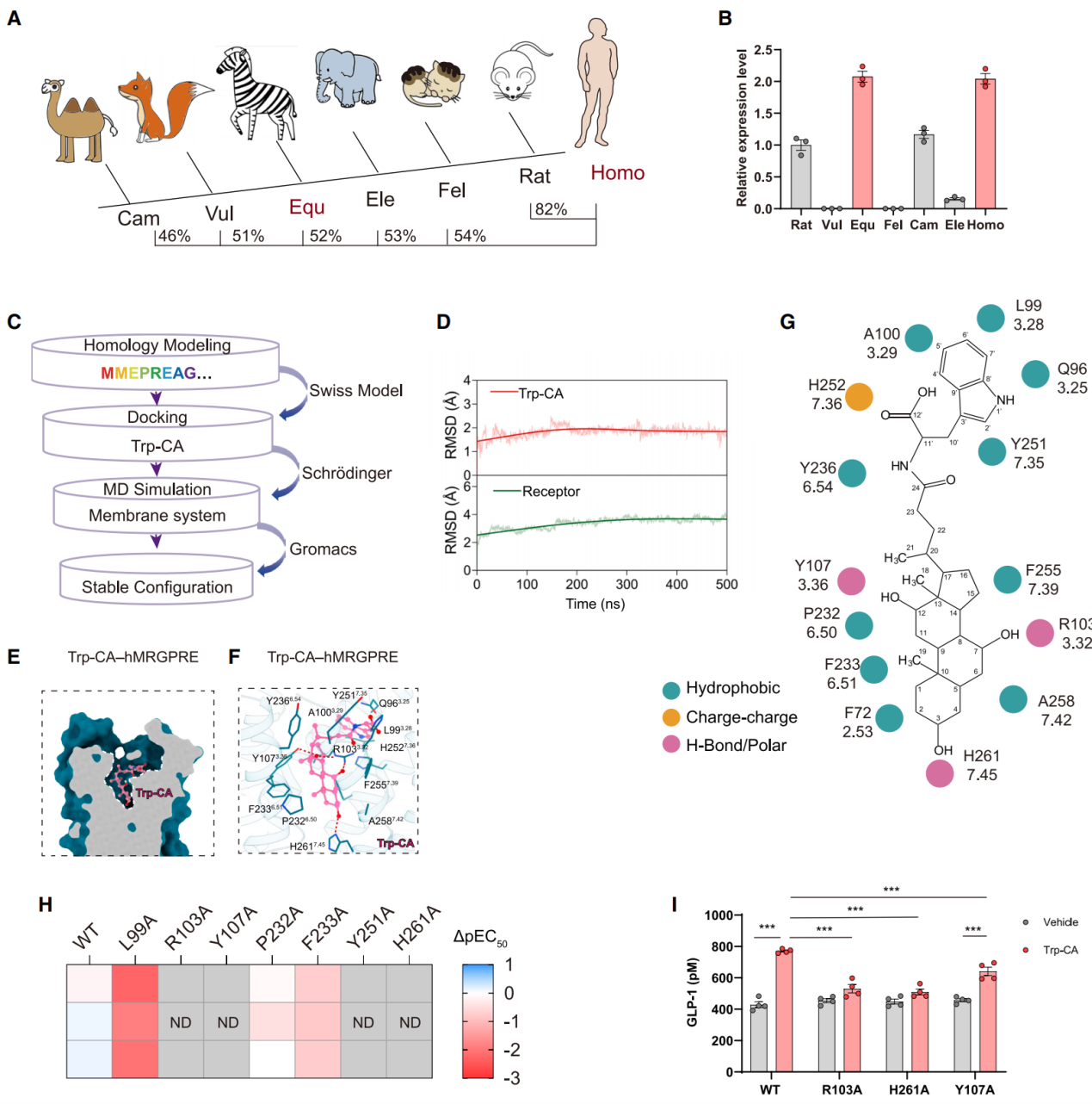 Trp-CA结合并激活hMRGPRE的结构基础