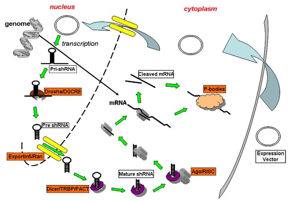 siRNA 和shRNA的区别