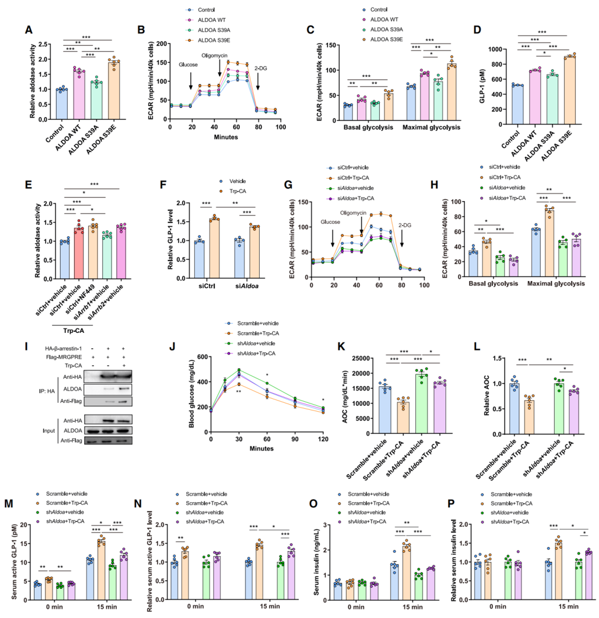 Trp-CA部分通过MRGPRE-β-arrestin-1-ALDOA途径诱导GLP-1分泌
