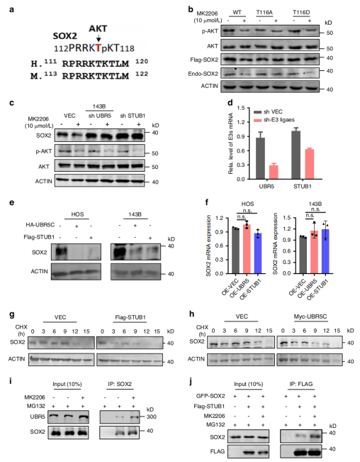 AKT通过对SOX2磷酸化来抑制E3泛素连接酶介导的泛素化降解，从而促进SOX2的稳定性