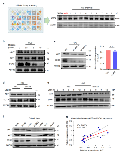 AKT是OS中SOX2稳定性的潜在正向调节因子