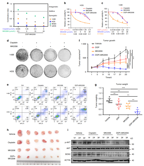 MK2206可以克服化疗耐药性，并与顺铂发挥协同作用
