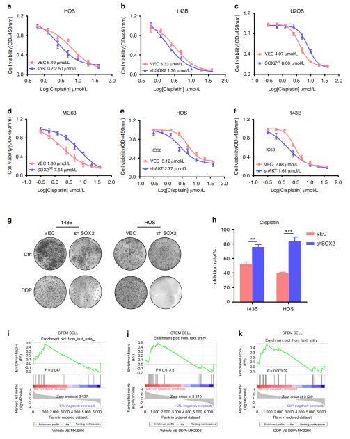 AKT-SOX2不足增强了OS细胞对顺铂的敏感性
