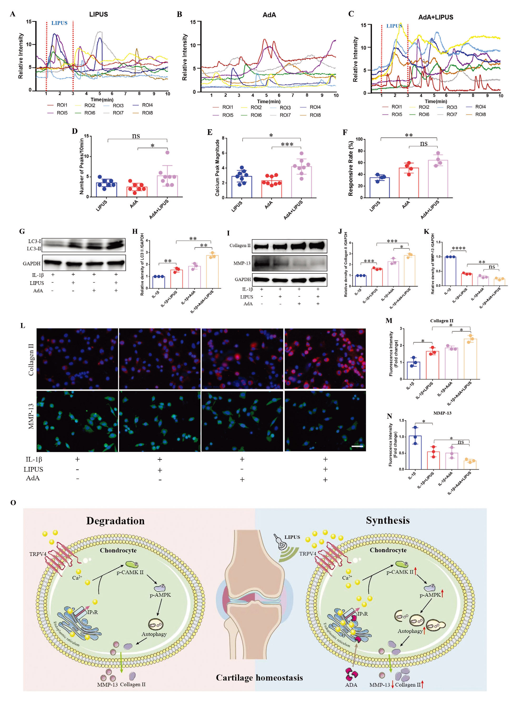 低剂量腺苷磷酸A增强LIPUS诱导的钙活化及其对软骨细胞的保护作用