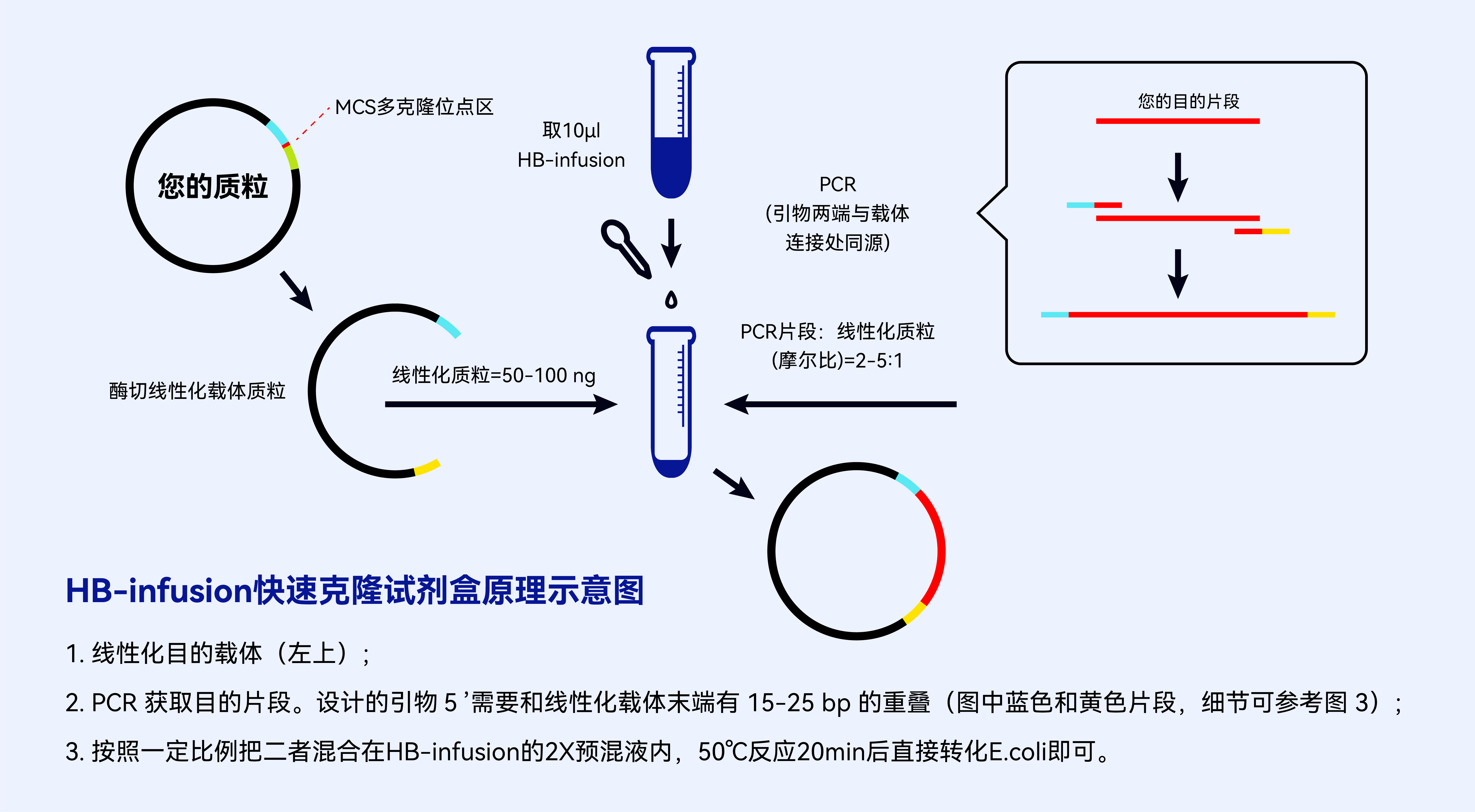 传统分子克隆和无缝克隆对比