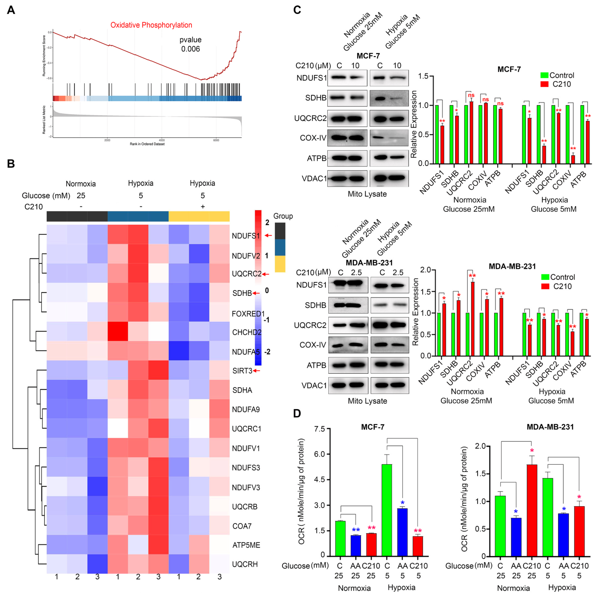 C210在低氧低糖状态下，抑制DOX耐药的静息期乳腺癌细胞的OXPHOS活性