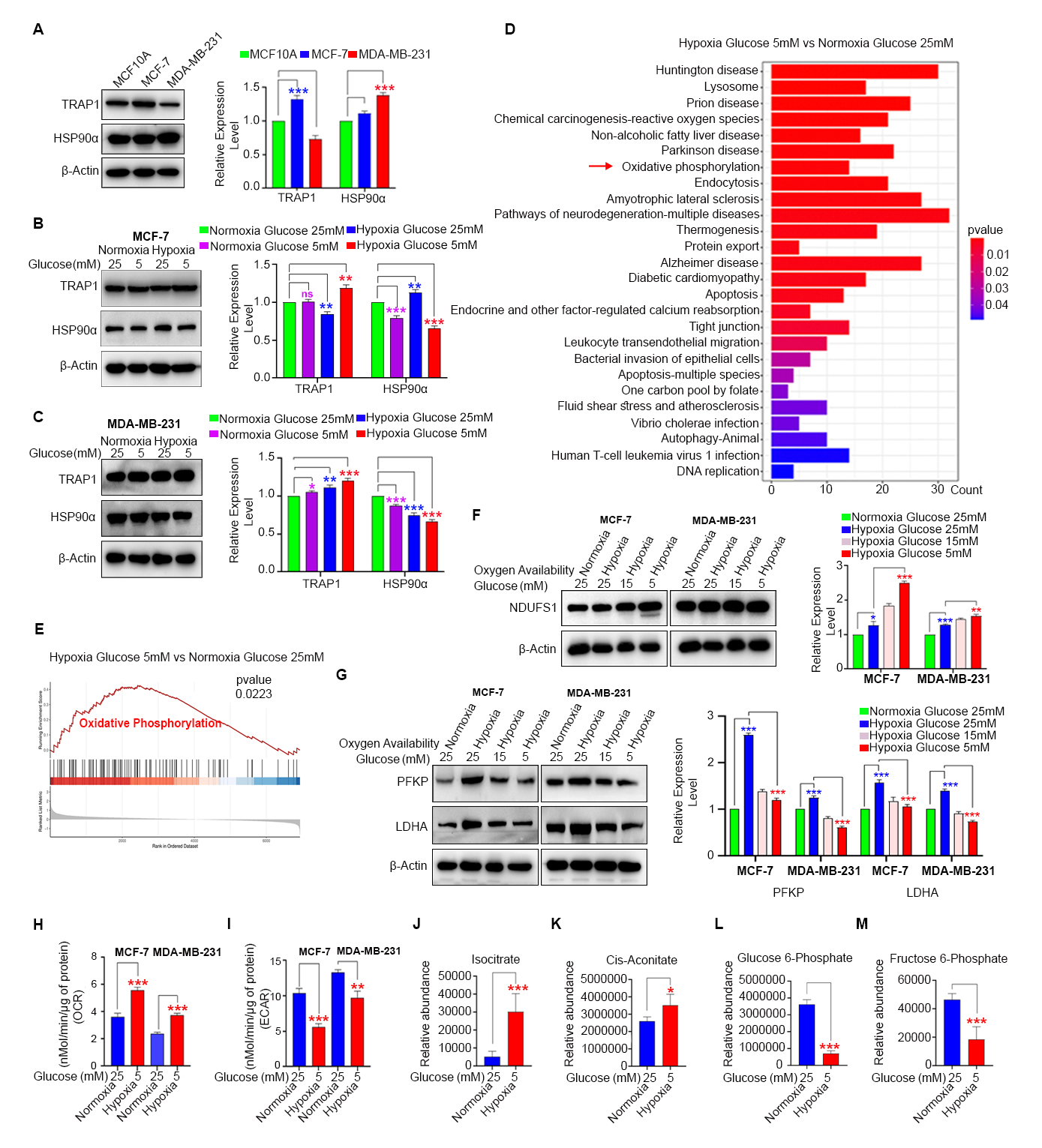 静息期乳腺癌细胞表现出更高的TRAP1表达水平和OXPHOS活性