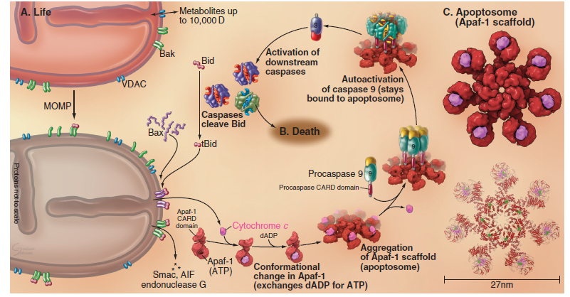 细胞凋亡内源性途径