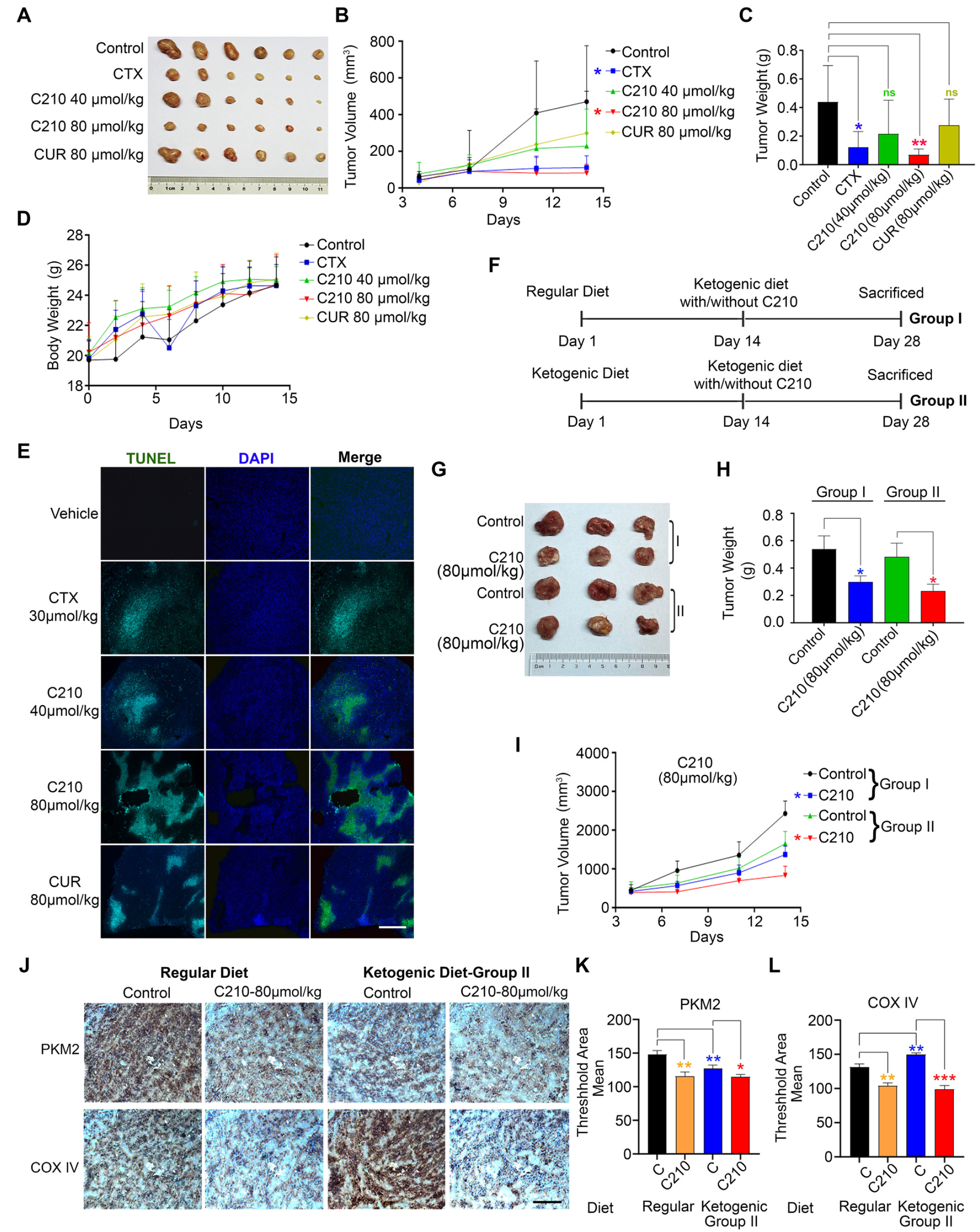 C210在体内抑制肿瘤生长并降低糖酵解和OXPHOS水平