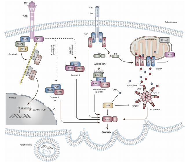 细胞凋亡的生化途径
