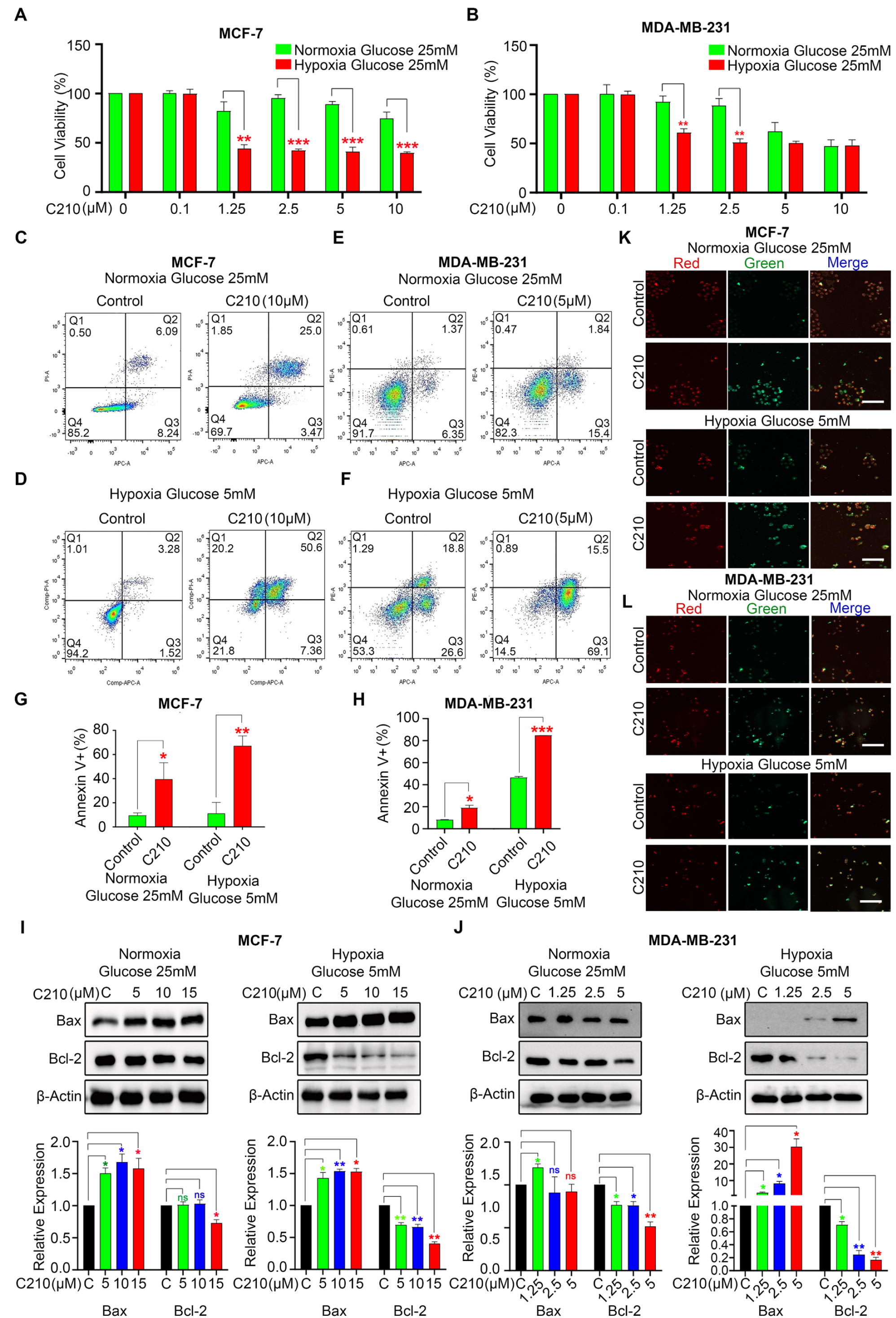 在低氧低糖应激条件下，C210优先抑制DOX耐药的静息期乳腺癌细胞的活力，并诱导线粒体相关途径凋亡