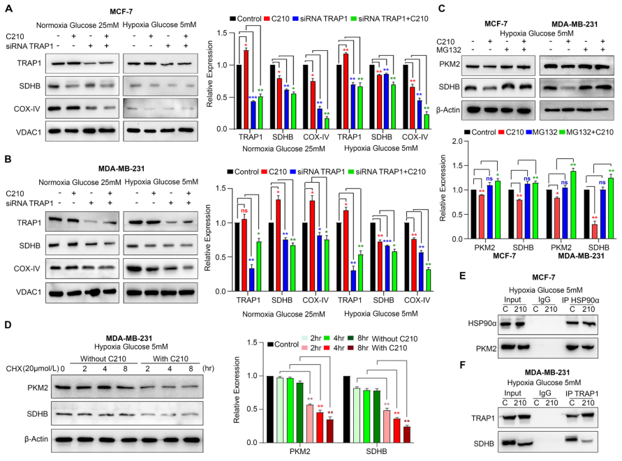 C210对OXPHOS和糖酵解的抑制作用与TRAP1和HSP90α的功能抑制相关