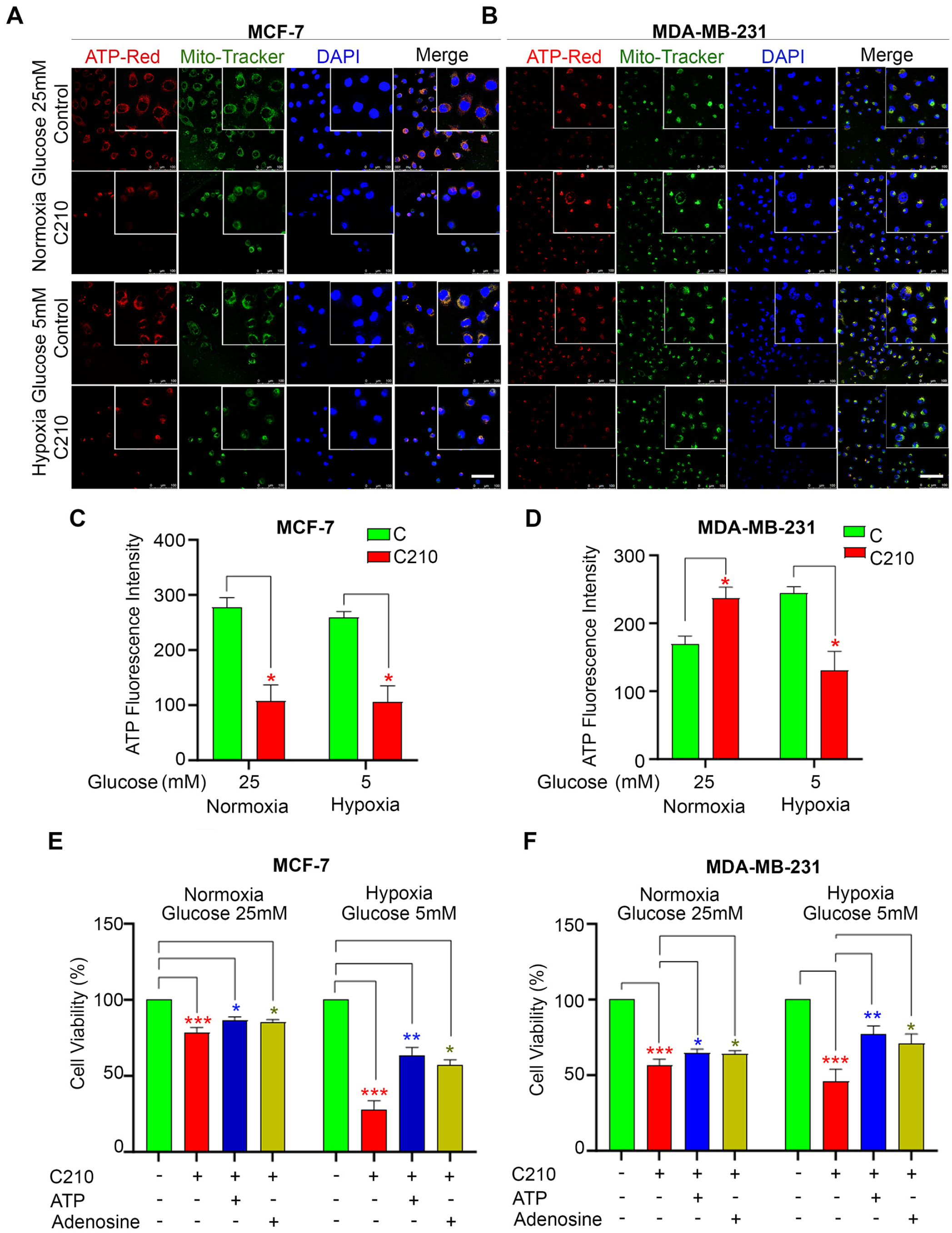 C210可破坏静息期乳腺癌细胞中的线粒体ATP合成