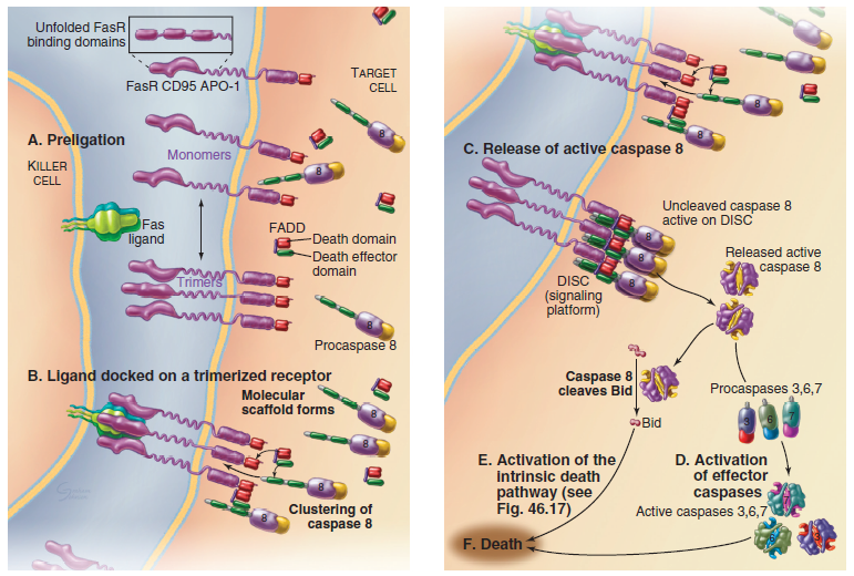 细胞凋亡外源性途径
