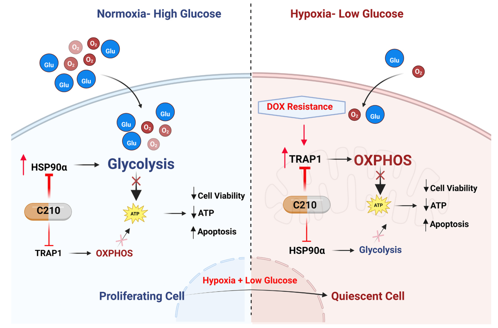 C210调控增殖期和静息期乳腺癌细胞生物能量代谢的抗癌药理学机制